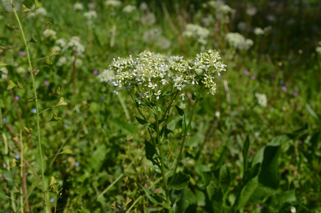 Roncola bassa (BG) : Cardaria draba